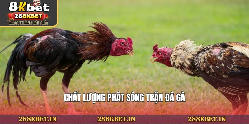 Chất lượng phát sóng trận đá gà