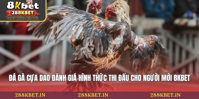 Đá Gà Cựa Dao