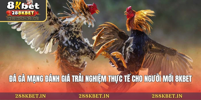 Đá Gà Mạng