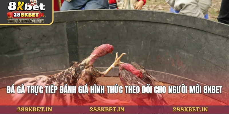 Đá Gà Trực Tiếp