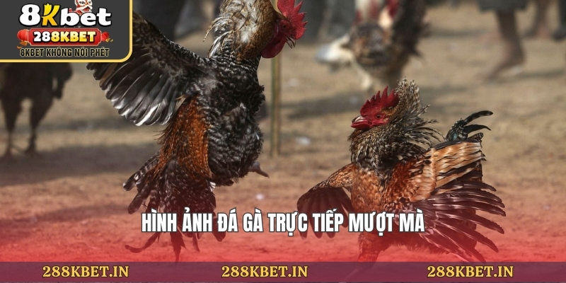 Hình ảnh đá gà trực tiếp mượt mà