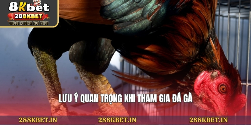 Lưu ý quan trọng khi tham gia đá gà
