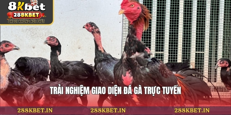 Trải nghiệm giao diện đá gà trực tuyến