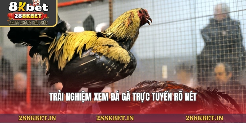 Trải nghiệm xem đá gà trực tuyến rõ nét