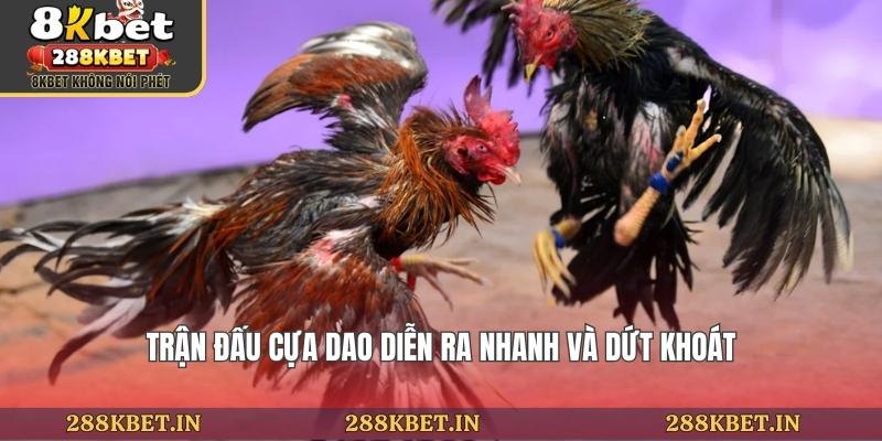 Trận đấu cựa dao diễn ra nhanh và dứt khoát